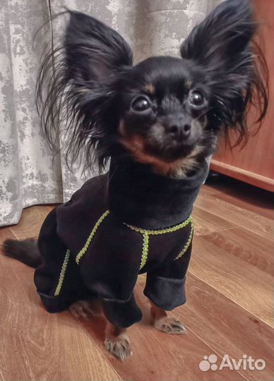 Одежда для маленьких собак s