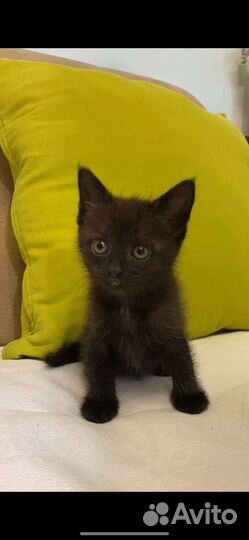 Подарю котенка. Девочка