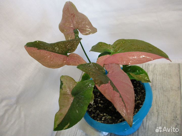 Филы,Синги,Монстеры,Эпипремнумы-ароидные, триколор