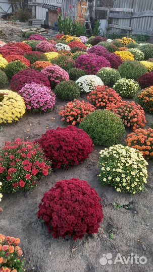 Хризантемы мультифлора