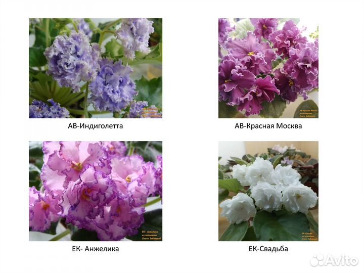 Фиалки. Продаются детки сортовых фиалок