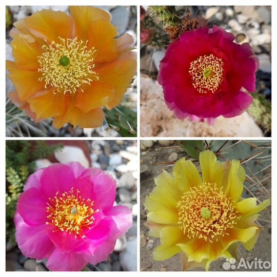 Кактусы зимостойкие