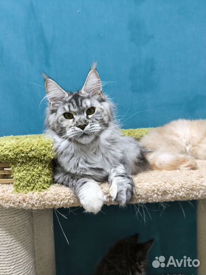 Серебристая тигровая черепашка