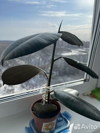 Фикус каучуконосный