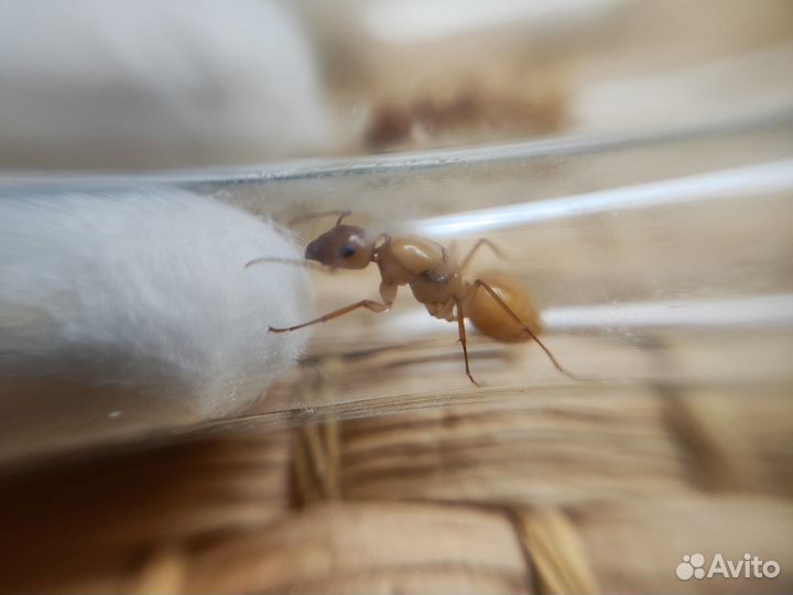 Camponotus turkestanus