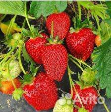 Клубника саженцы зкс в горшках