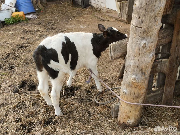 Телята бычки