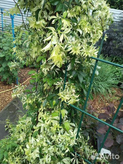 Девичий виноград