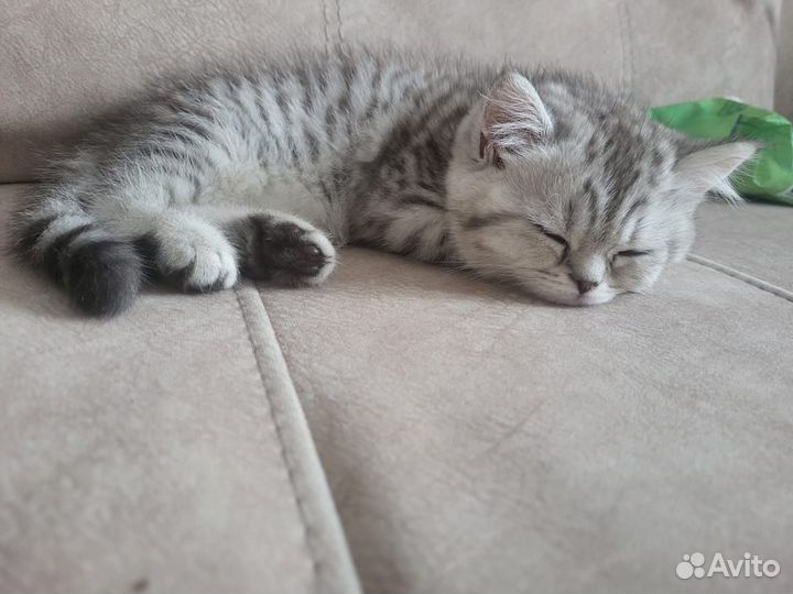 Шотланский котенок