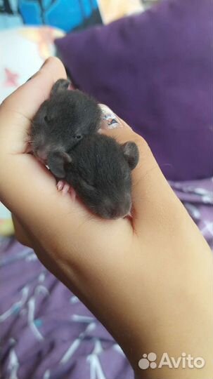 Крыса дамбо мальчик