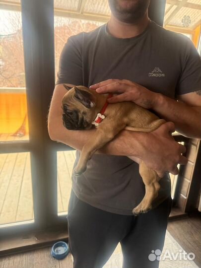 Французский бульдог щенки мини