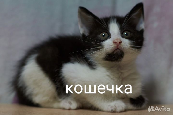 Котята в добрые руки бесплатно