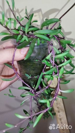 Крестовник оттона