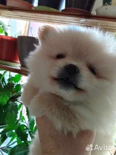 Померанский шпиц мини щенок
