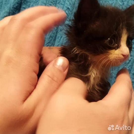 Котятки в добрые руки