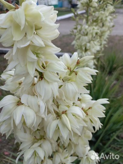 Юкка нитчатая