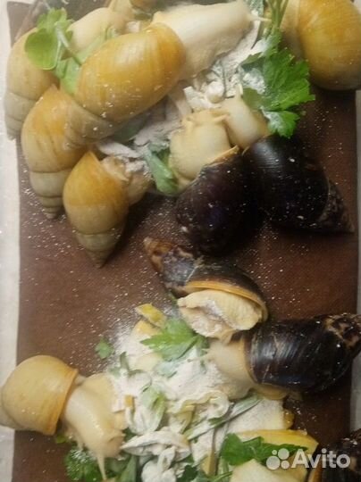 Улитки ахатины