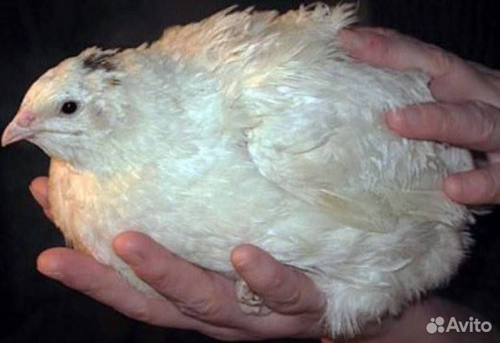 Яйцо перепела Московский гигант и Белый фараон