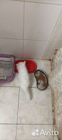 Котёнок Турецкой Ангоры объявление продам