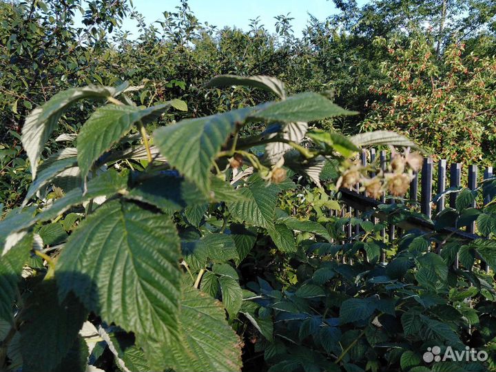 Саженцы малины