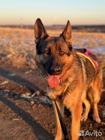 Немецкая овчарка