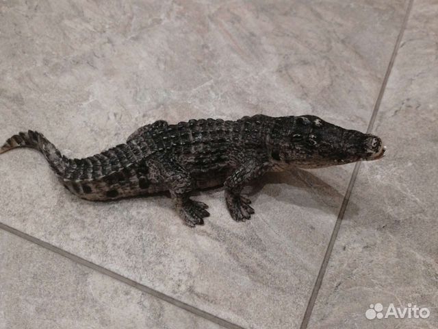 Крокодил игрушка