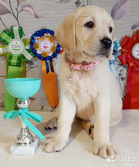 Щенки лабрадора. Все окрасы