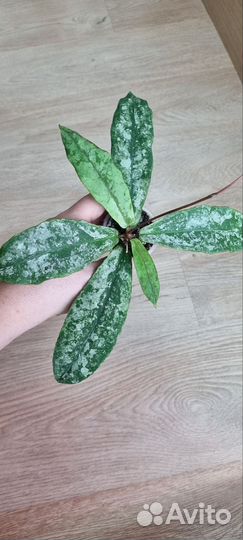 Хойя Mitrata silver (Buntok silver)