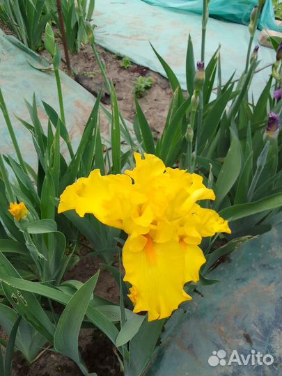 Ирисы бородатые