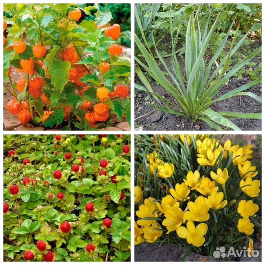 Садовые уличные растения очиток триколор вербейник