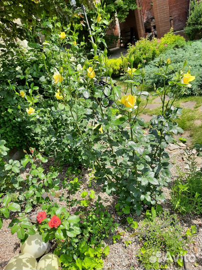 Розы срезка на букет