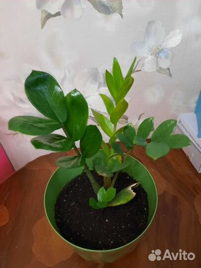 Замиокулькас