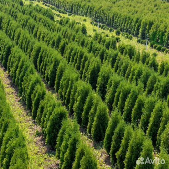 Туя с доставкой на участок