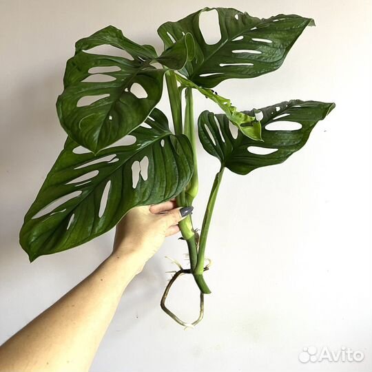 Монстера Обликва Манки Маск