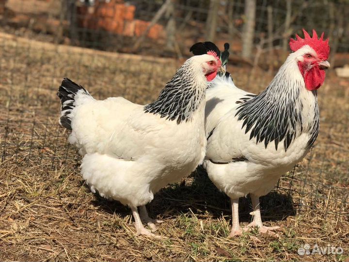 Петухи / петушки, доминант, птица, куры