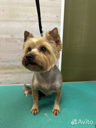 Груминг собак и кошек