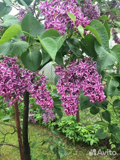 Сортовая,махровая сирень