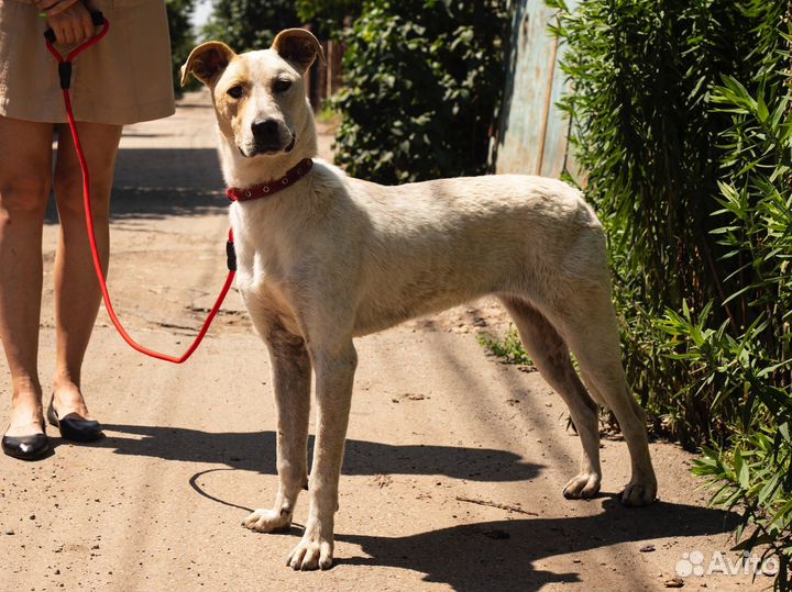 Собака в добрые руки бесплатно белая