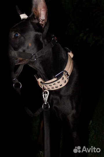 Амуниция для собак ручной работы