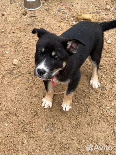 Щенки в дар