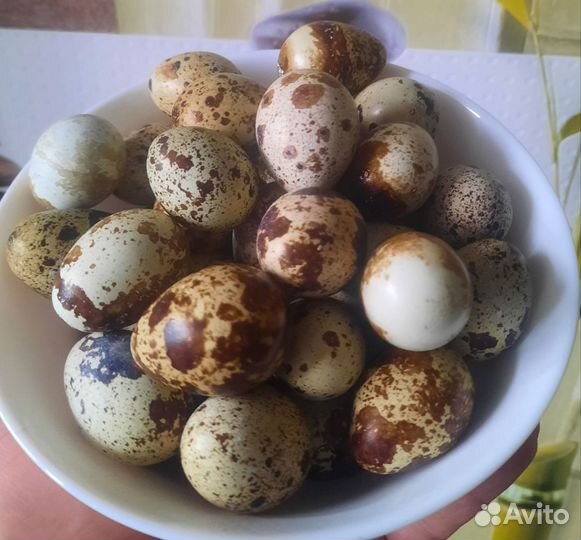 Инкубационные яйца перепелка Радонежские