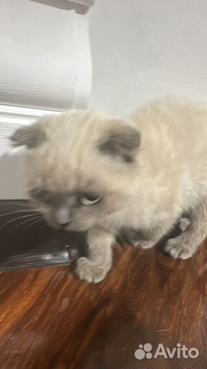 Британские котята