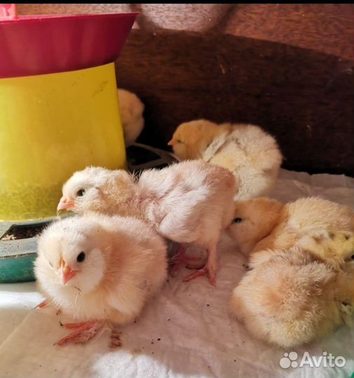 Фавероль, яйцо и цыплята