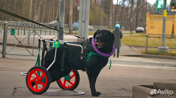 Коляски для собак и кошек инвалидов