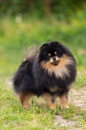 Померанский шпиц. Черно-подпалый для вязки