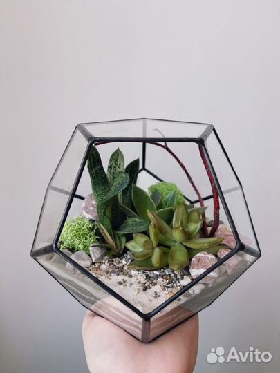 Флорариум додекаэдр с суккулентами