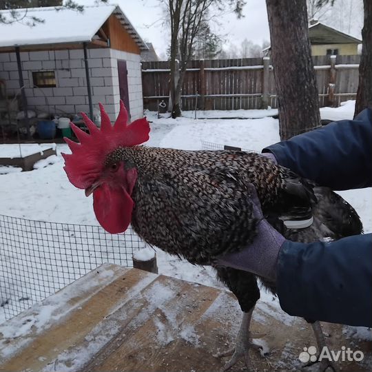 Петух на племя