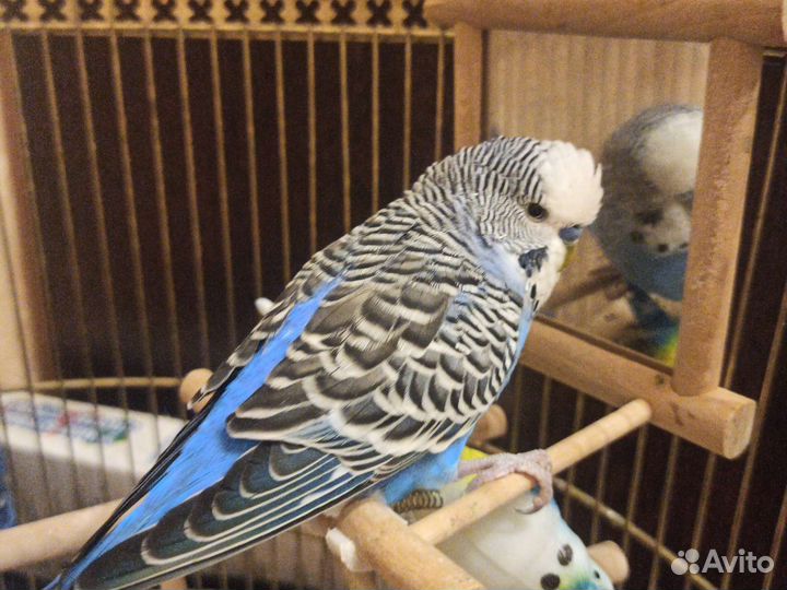 Волнистый попугай девочка(без клетки)