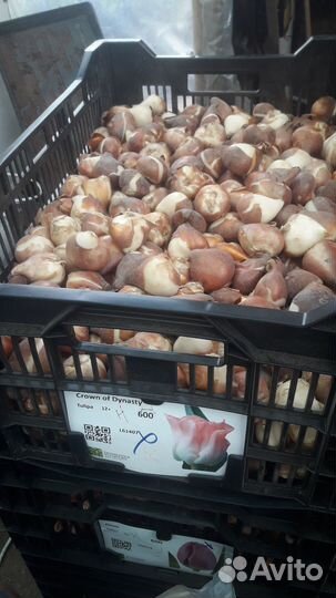 Луковицы тюльпанов