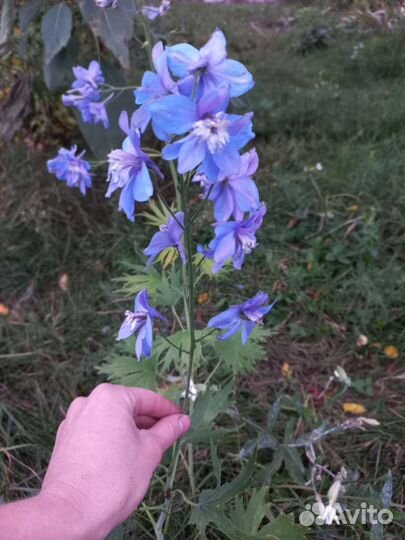 Вероника, Котовник Фассена Вербейник Александр